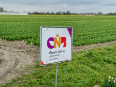 Highlighted image: Groene veilingen